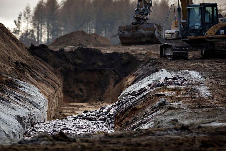 Opgravning af mink sendt i udbud, anslået værdi 40 mio. kr.